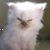 Ra Mcc's profile image