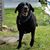 Dorene Charles's profile image