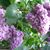 Debbie Clairmont Howe's profile image