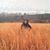 Marianela Torres's profile image