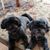 Mary Morrison Dupuis's profile image