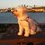 Lynne Inouye-Lowe's profile image