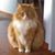 Sally Eittreim's profile image