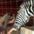 Melissa Forney's profile image