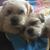 Leslie Ann Purchase's profile image