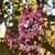 Vivienne Frankel's profile image