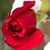 Mary Green Walker's profile image