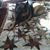 Ann-Marie Pacheco Picone's profile image