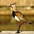 El Tero's profile image