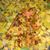 Ellen Kaplan Broder's profile image