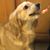 Alice Chamberlain's profile image