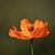 Ponduri Sriram's profile image