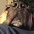 Deanna Beyer Truman's profile image