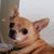 Pat Sherman's profile image