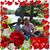 Mary-Rose Caligiuri Bernhardt's profile image