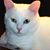 Cornelia Waters's profile image