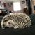 Tanya Chasse Galpin's profile image