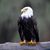 Bill Dietrich's profile image
