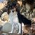 Sue Inglis's profile image
