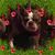 Lea Ann Young's profile image