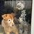 Deborah Jean Plitnikas's profile image