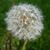 Tiffany Hofmann Rees's profile image