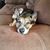 Tammy Frank Condon's profile image
