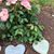 Claudette Lacroix Laffan's profile image