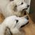 Ronald Groen's profile image