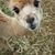 Karen Lee's profile image
