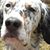 Wallace Gerich's profile image