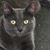 Bridget Morabito's profile image