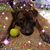 Jessie Hobba's profile image