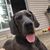 Joe Lazar's profile image