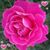 Elizabeth Garcia's profile image