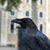 Dianna Chadbourne's profile image