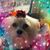 Yolanda Roe's profile image