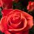 Christine Remillard's profile image