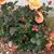 Becky Opland's profile image