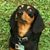 David Dickerson's profile image