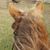 Melissa Boschwitz's profile image