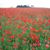Debbie Tudor-Davies's profile image