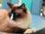 Rhoda B.'s profile image