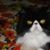 Gayle Bradshaw's profile image