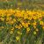 Monica Pinales's profile image