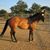 Trish Chaves Sultzbaugh's profile image