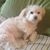 Enise Manjarrez's profile image