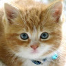 Peggy C.'s profile image