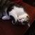 Shawn Singer's profile image