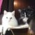 Colleen Thompson Schott's profile image